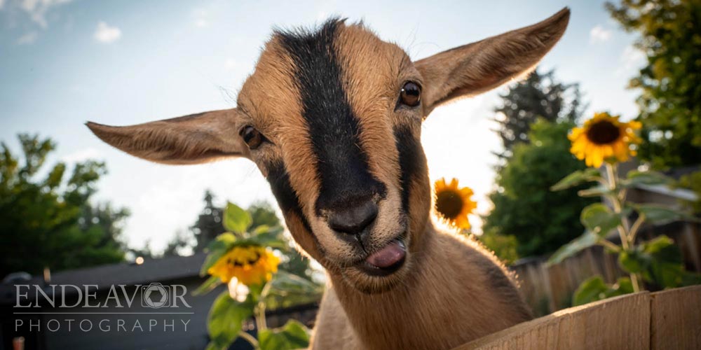 farm animal photography goat